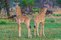 Serengeti-Two Young Giraffes print