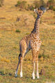 Serengeti-Young Masai Giraffe print