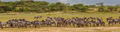 Serengeti Zebra Panorama print