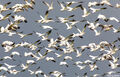 Snow Geese Bomber print