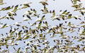 Snow Geese Sacramento Valley print