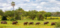 Tarangire Line of Elephants print