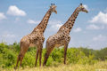 Two Giraffes Tarangire print