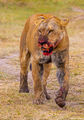 Walking Bloody Lioness print