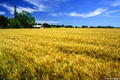 Wheat Field by Clarksburg print