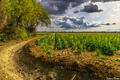 Yolo County Farm print