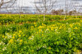 Yolo County Orchard print