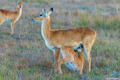 Zambia-Red Lechwe Nursing Young