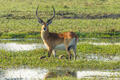 Zambia-Red Lechwe Swamp