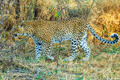 Zambia-Walking Leopard