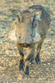 Zambia-Warthog Whiskers