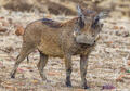 Zambia-Warthog