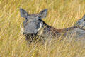 Zambia-Warthog in High Grass