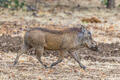 Zambia-Warthog Running