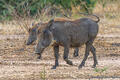 Zambia-Warthogs Walking