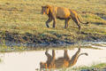 Zambia-Wet Lion