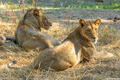 Zambia-Zambezi Lions