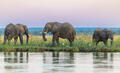 Zambia-Zambezi River Elephants