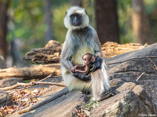 Indian Langur With Baby