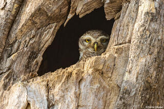 Indian Spotted Owlet