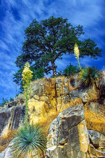 Kings Canyon Yucca Plant