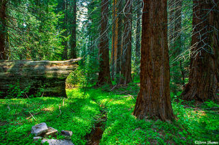 Sequoia National Park