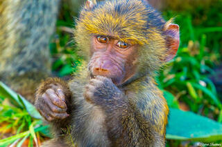 Africa-Baby Baboon