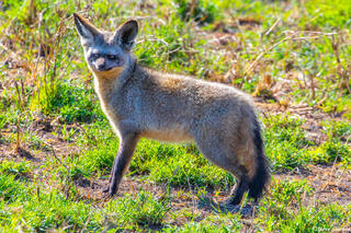 Africa-Bat Eared Fox
