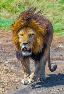 Africa-Big Lion Walking