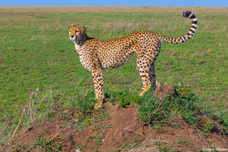 Africa-Cheetah on the Lookout