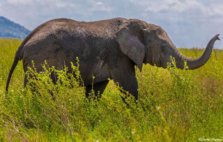 Africa-Elephant in the Grass