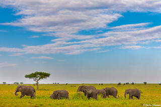 Africa-Elephants on the Plains