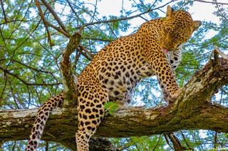Africa-Leopard Grooming