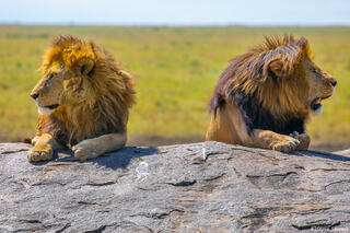 Africa-Lion Bookends
