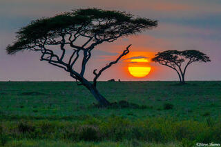 Africa-Acacia Tree Sunset