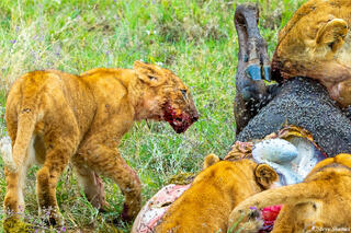 Africa-Angry Lion Cub