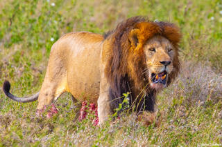 Africa-Big Well Fed Lion