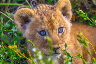 Africa-Bright Eyed Lion Cub