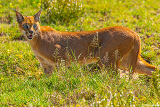Africa-Caracal