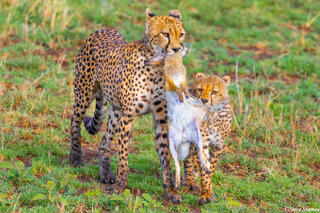 Africa-Cheetah Carrying Rabbit