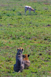 Africa-Cheetah Chase 02