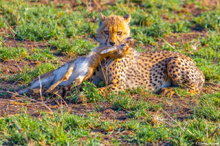 Africa-Cheetah Cub Gazelle Kill