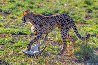 Africa-Cheetah Mother With Gazelle
