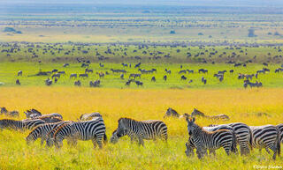 Africa-Endless Plains