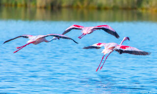 Africa-Flying Flamingos