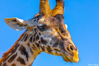 Africa-Giraffe Face
