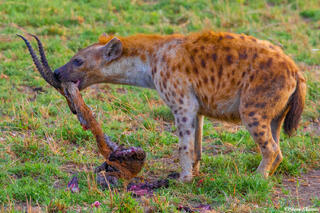Africa-Hyena Stealing Scraps
