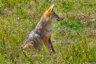 Africa-Jackal in the Grass