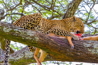 Africa-Leopard Eating in Tree