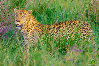 Africa-Leopard in Grass